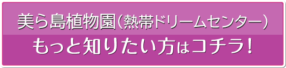 熱帯ドリームセンターをもっと知りたい方はコチラ!
