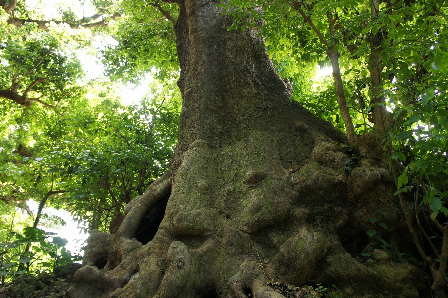 首里金城町の大アカギ