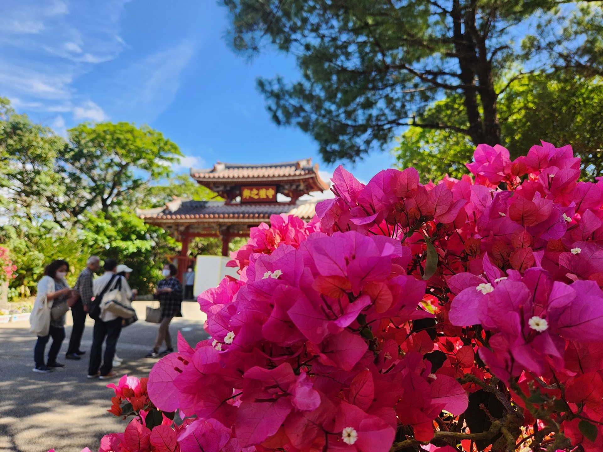 春の守礼門を彩る花々