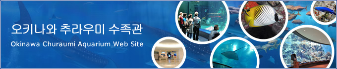 오키나와 추라우미 수족관