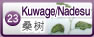 小叶桑