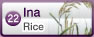 Oryza sativa
