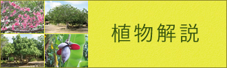 植物解説