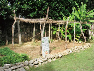 家庭菜園(アタイグァー)
