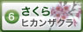 さくら