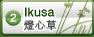 燈心草