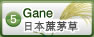 芒草