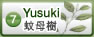 蚊母樹