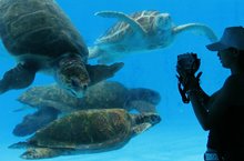 ウミガメ館