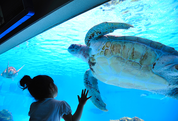 ウミガメ館