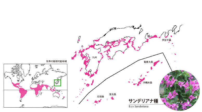 花の特徴