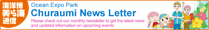 Churaumi News Letter