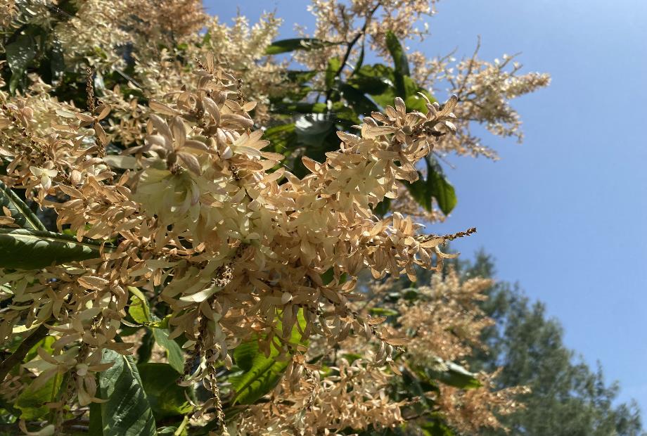 アリノキの写真