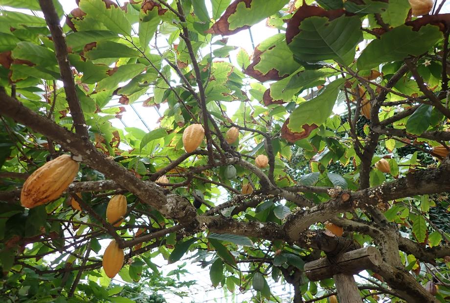 カカオの写真